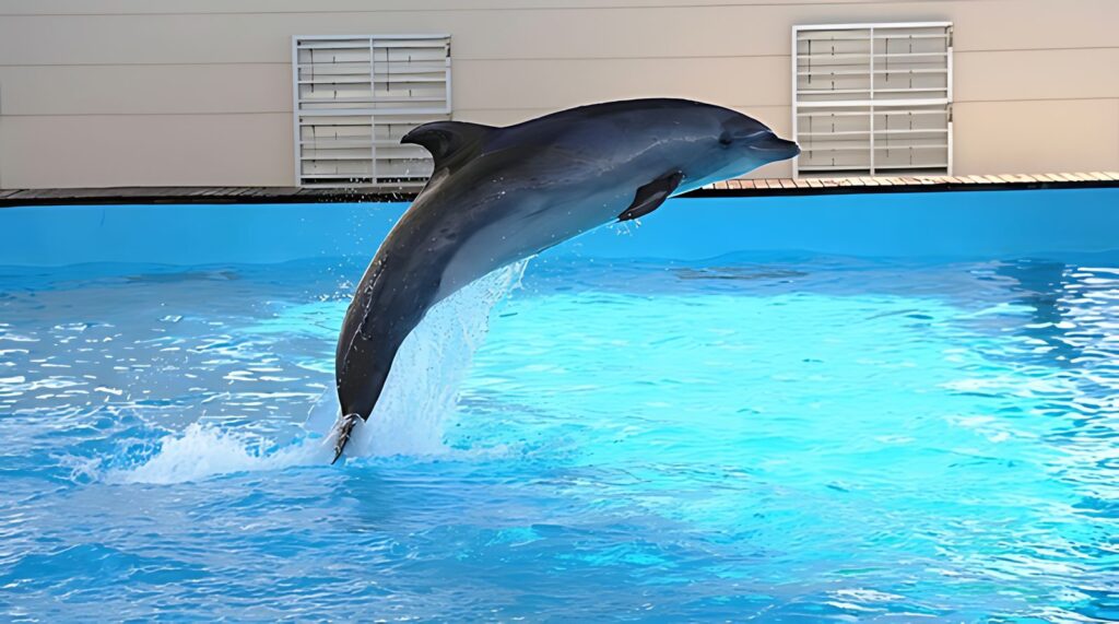 Fakieh Aquarium