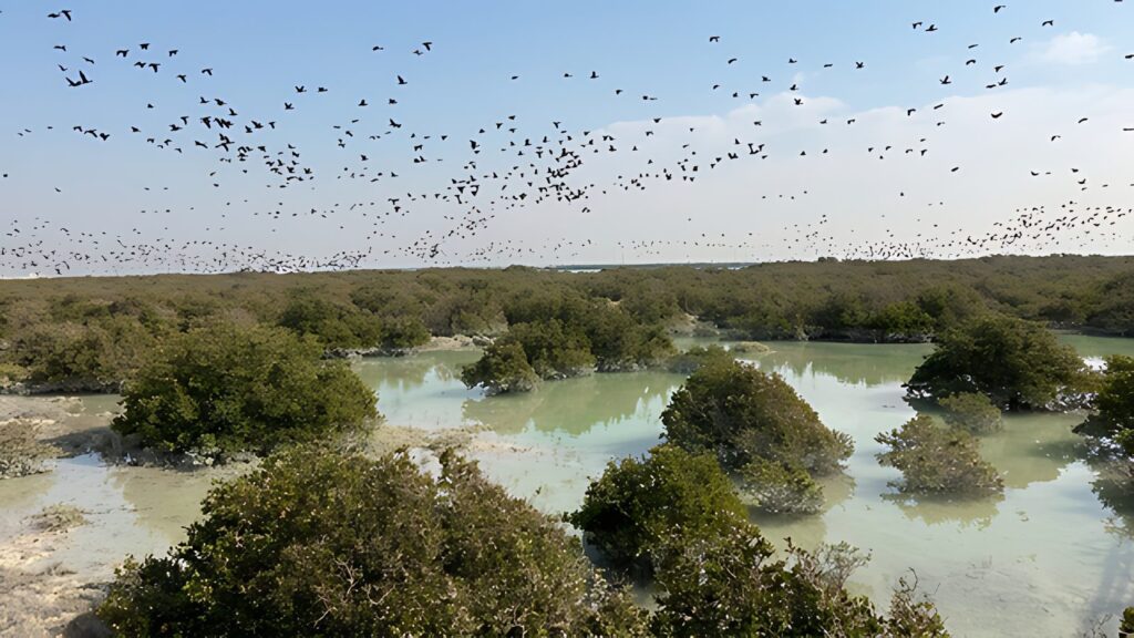 Mangrove Eco Park